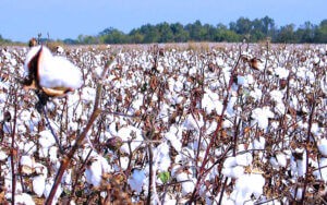 إبراهيم رضوان يكتب: الدكتور (حسين إبراهيم) - (4).. الجن يحكم