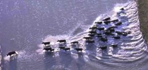 عصام السيد يكتب: هل تحولنا إلى (قطيع إلكتروني)؟