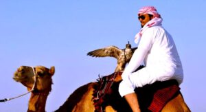 (انطلق الصيد).. برنامج يأخذ المشاهدين في رحلة تنافسية مشوّقة داخل عالم الصقارة