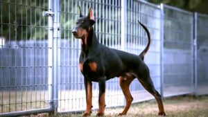 رضا العربي يكتب: (الكلب).. مرآةٍ صافية لوجع الإنسان!