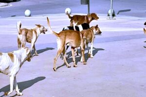 رضا العربي يكتب: (الكلب).. مرآةٍ صافية لوجع الإنسان!