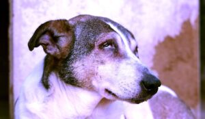 رضا العربي يكتب: (الكلب).. مرآةٍ صافية لوجع الإنسان!