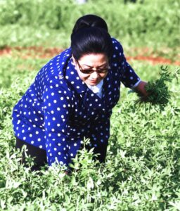 شم النسيم.. احتفى به (حليم الرومي) بمقطوعة موسيقية، وغنى له أساطين النغم