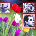 شم النسيم.. احتفى به (حليم الرومي) بمقطوعة موسيقية، وغنى له أساطين النغم